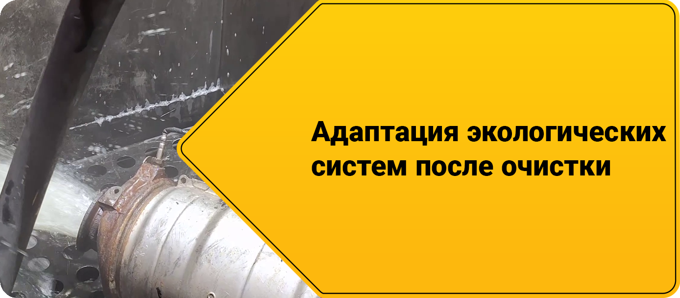 Адаптация экологических систем после очистки после очистки